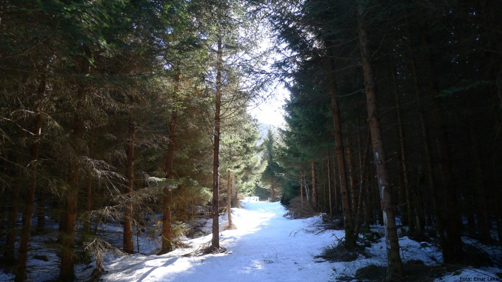 stryn_sundshyrna_el