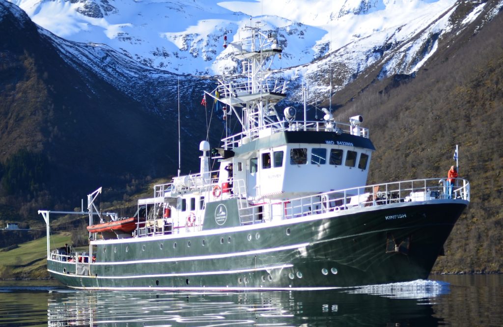 Kinfish in Norwegian fjord e1666639578655